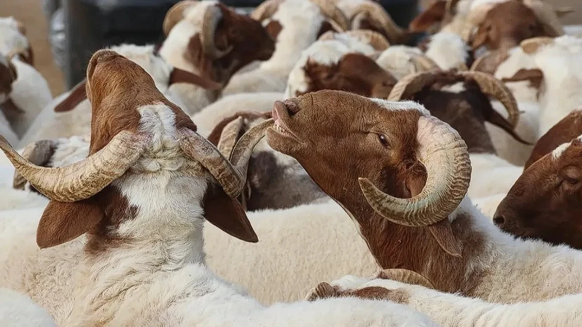 Kurban Bayramı tatili 9 gün olacak mı? Bakan Ersoy’dan bayram tatili açıklaması Kurban Bayramı tatili 9 gün olacak mı? Bakan Ersoy’dan bayram tatili açıklaması