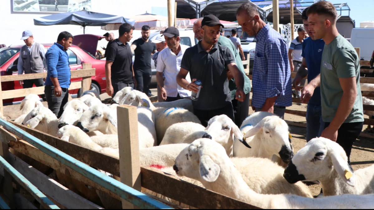 Kurban için tedbirler erkenden alındı: Kurbanlıklar 11 Mayıs'ta geliyor Kurban için tedbirler erkenden alındı: Kurbanlıklar 11 Mayıs'ta geliyor