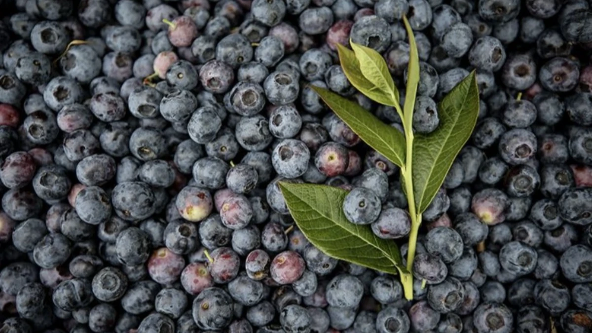 Kurutulmuş yaban mersini faydaları neler? Bağışıklığı güçlendiren doğal antioksidan deposu Kurutulmuş yaban mersini faydaları neler? Bağışıklığı güçlendiren doğal antioksidan deposu