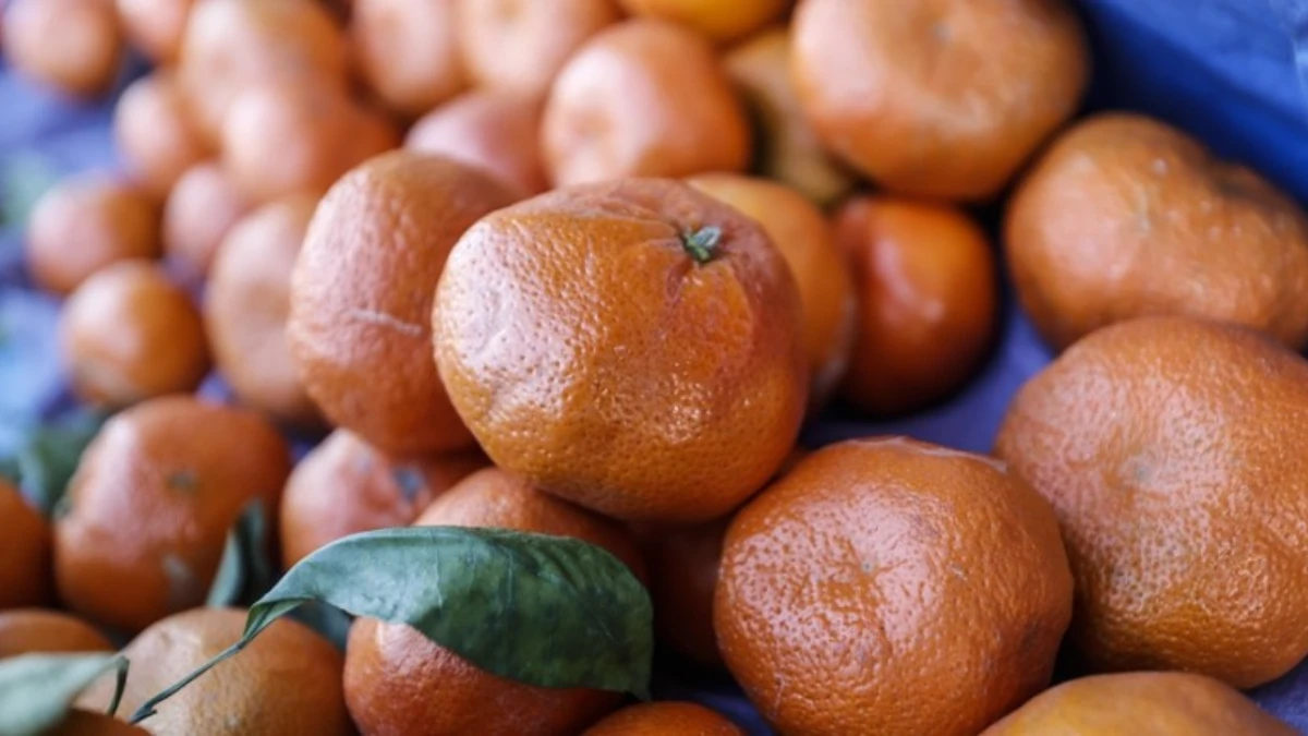 Mandalina ihracatı yüzde 34 arttı! 375 milyon dolara yükseldi Mandalina ihracatı yüzde 34 arttı! 375 milyon dolara yükseldi
