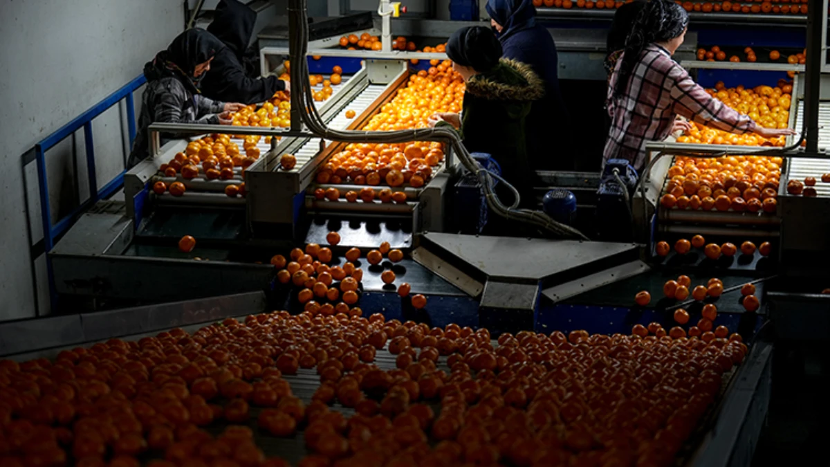 Mandalina ihracatında tarihi rekor kırıldı Mandalina ihracatında tarihi rekor kırıldı