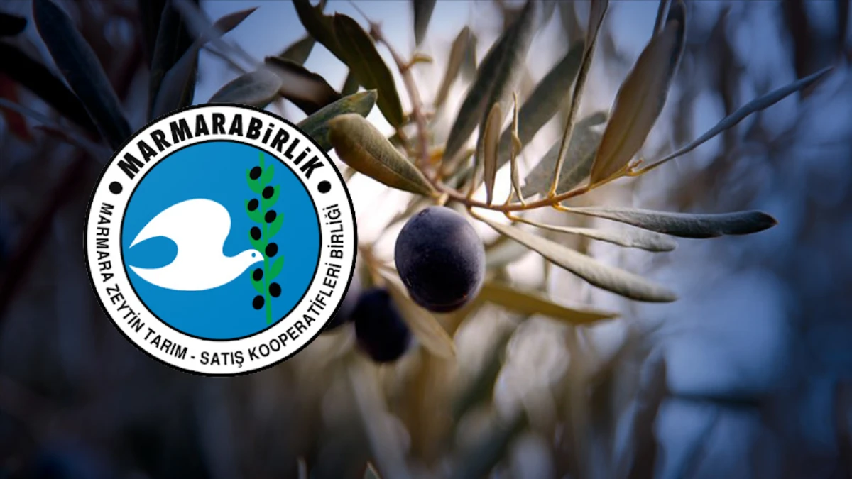 Marmarabirlik ürün alım fiyatlarını açıkladı! Yağlık zeytin 53 TL Marmarabirlik ürün alım fiyatlarını açıkladı! Yağlık zeytin 53 TL