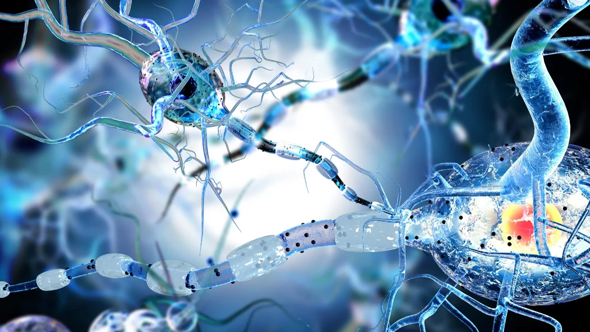 MS‘te nöron kaybının sırrı çözüldü: Tedavide DNA onarımı umudu MS‘te nöron kaybının sırrı çözüldü: Tedavide DNA onarımı umudu