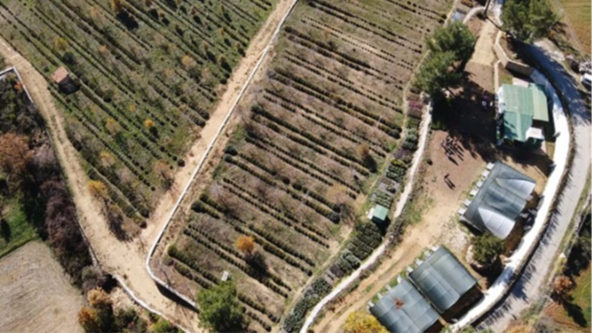 Muğla'da tıbbi ve aromatik bitkilerin alanı 6 bin dekara yükseldi Muğla'da tıbbi ve aromatik bitkilerin alanı 6 bin dekara yükseldi