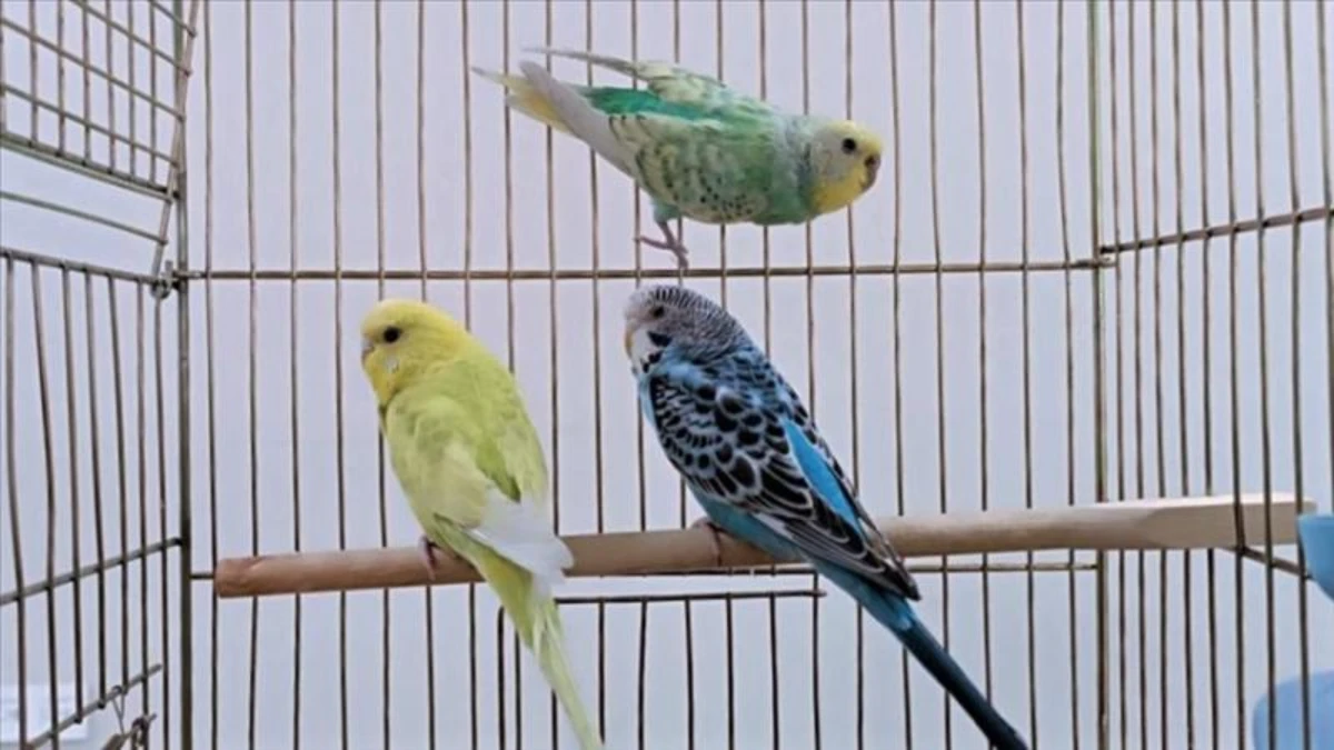 Petshoplarda yaban hayvanı satışı için ruhsat şartı Petshoplarda yaban hayvanı satışı için ruhsat şartı