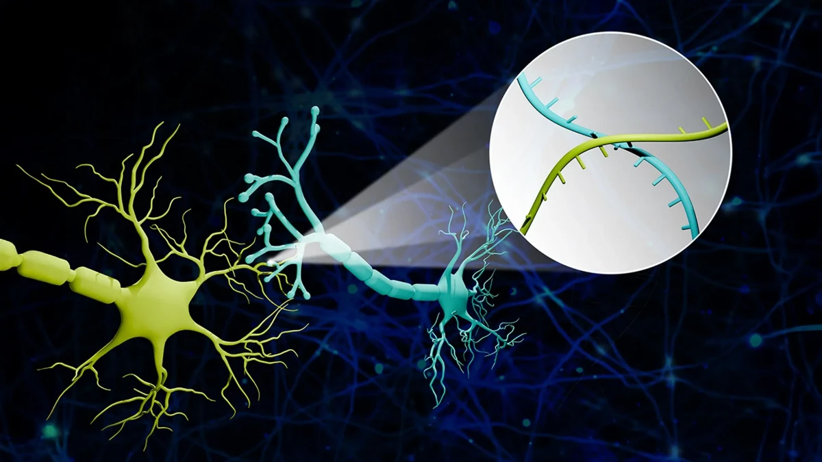 RNA barkod ile beynin bağlantı haritası çözüldü RNA barkod ile beynin bağlantı haritası çözüldü