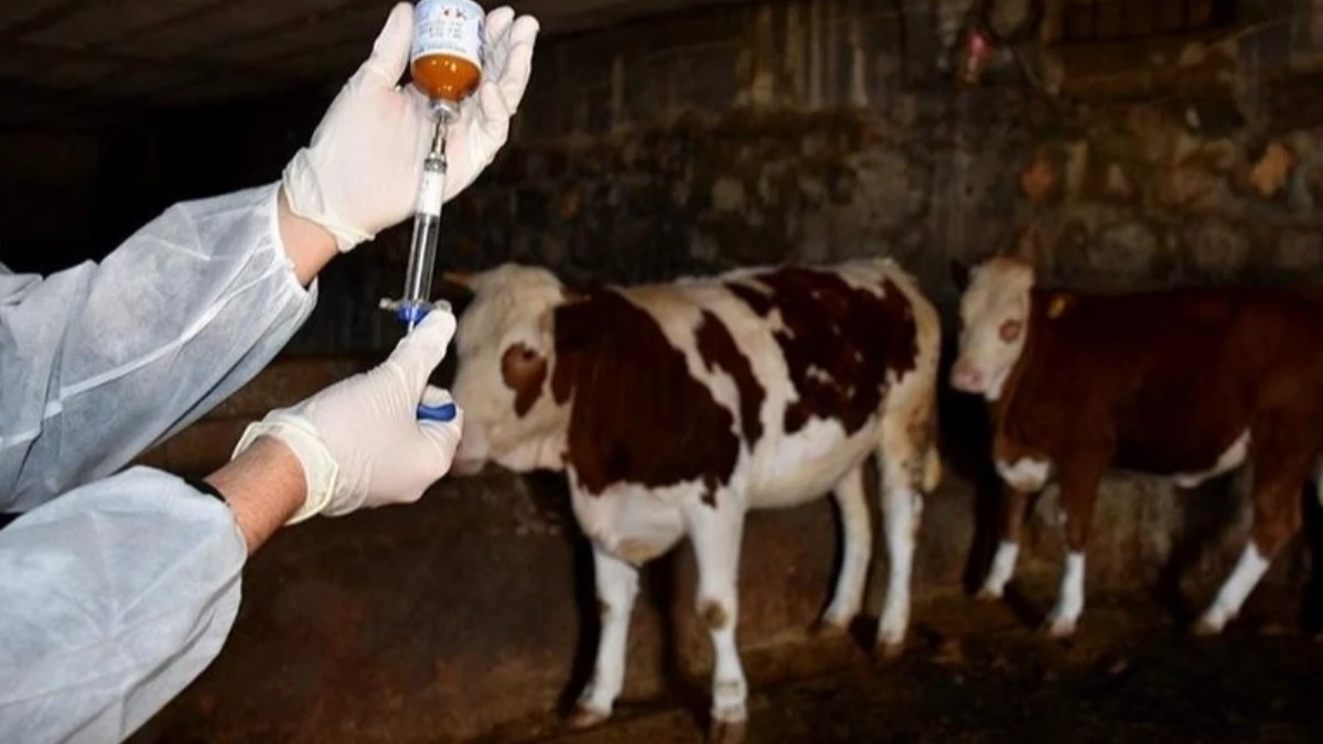 Şap hastalığına karşı 8,5 milyon doz aşı sahaya gönderildi Şap hastalığına karşı 8,5 milyon doz aşı sahaya gönderildi