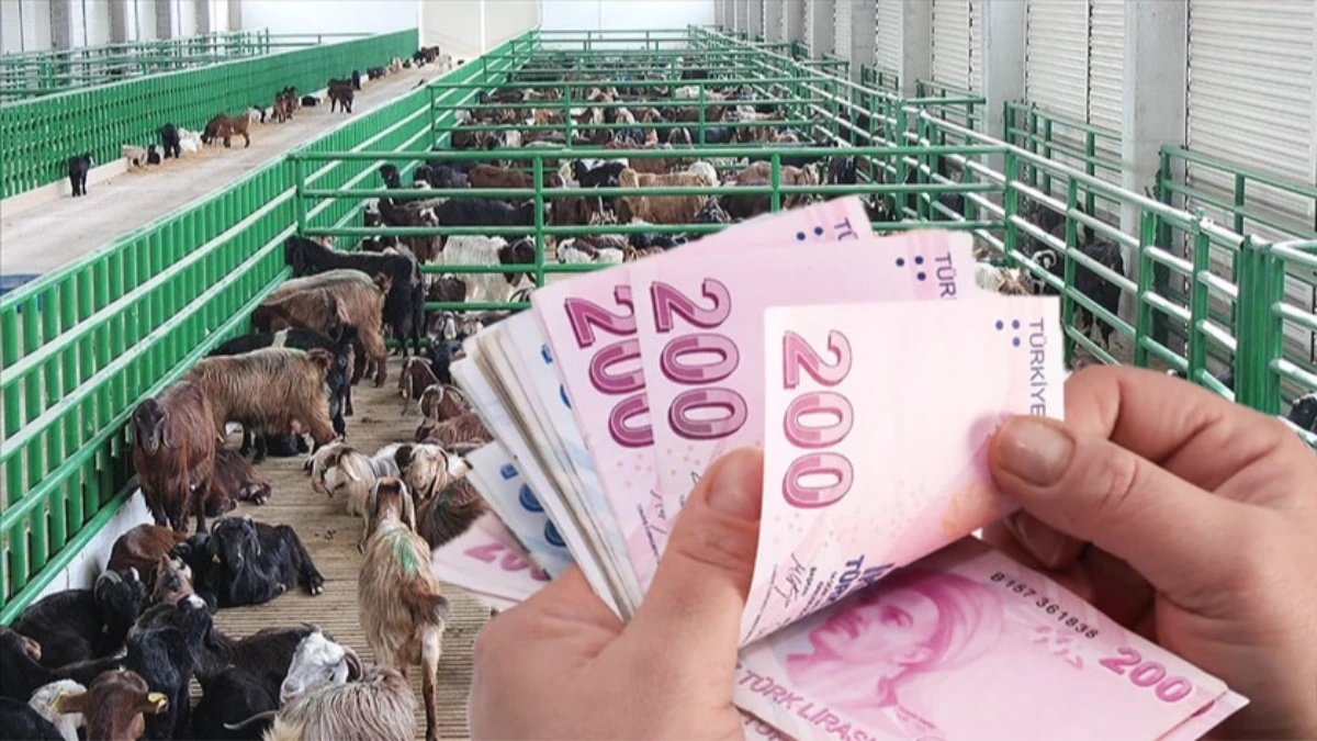 SON DAKİKA: Tarım ve Orman Bakanlığı destekleme başvuruları başlıyor! 16 Haziran'a kadar sürecek SON DAKİKA: Tarım ve Orman Bakanlığı destekleme başvuruları başlıyor! 16 Haziran'a kadar sürecek