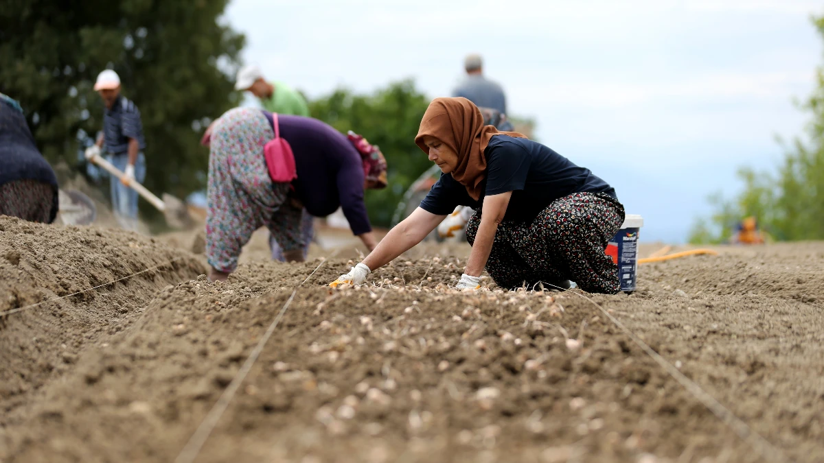 Tarım işçilerinin günlük ücreti 2025'te yüzde 37,8 arttı! Tarım işçilerinin günlük ücreti 2025'te yüzde 37,8 arttı!