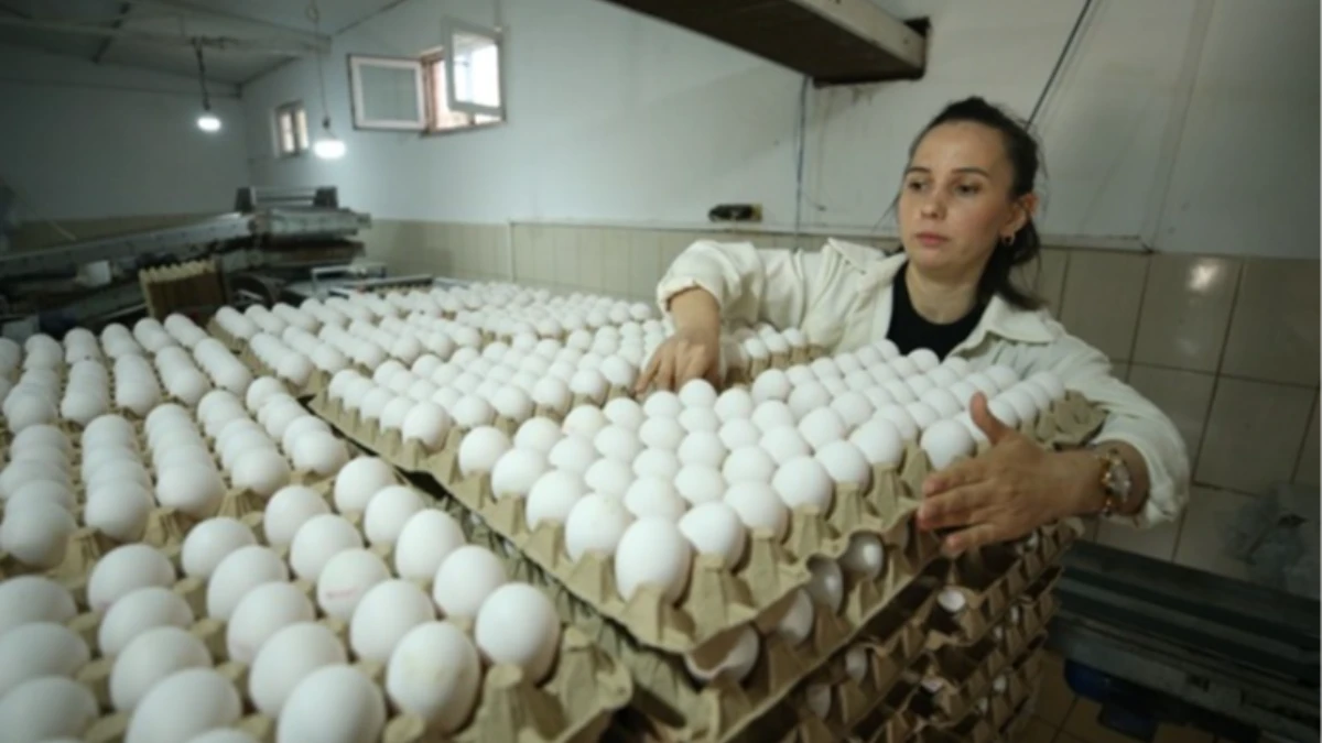 Tavuk yetiştiriciliği ve yumurta üretimi yapay zeka ile artırılıyor: Genç çiftçi hedefleri anlattı Tavuk yetiştiriciliği ve yumurta üretimi yapay zeka ile artırılıyor: Genç çiftçi hedefleri anlattı