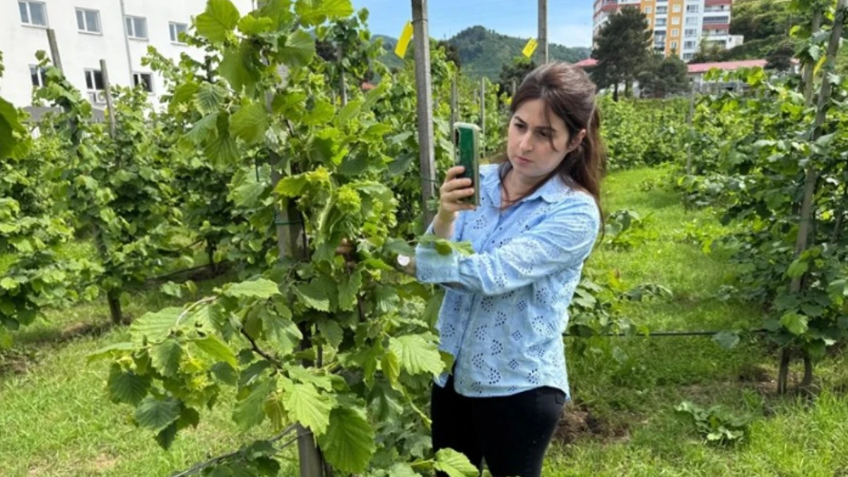 Tescilli Giresun tombul fındığında yeni dikim uygulamaları verimi artırdı Tescilli Giresun tombul fındığında yeni dikim uygulamaları verimi artırdı
