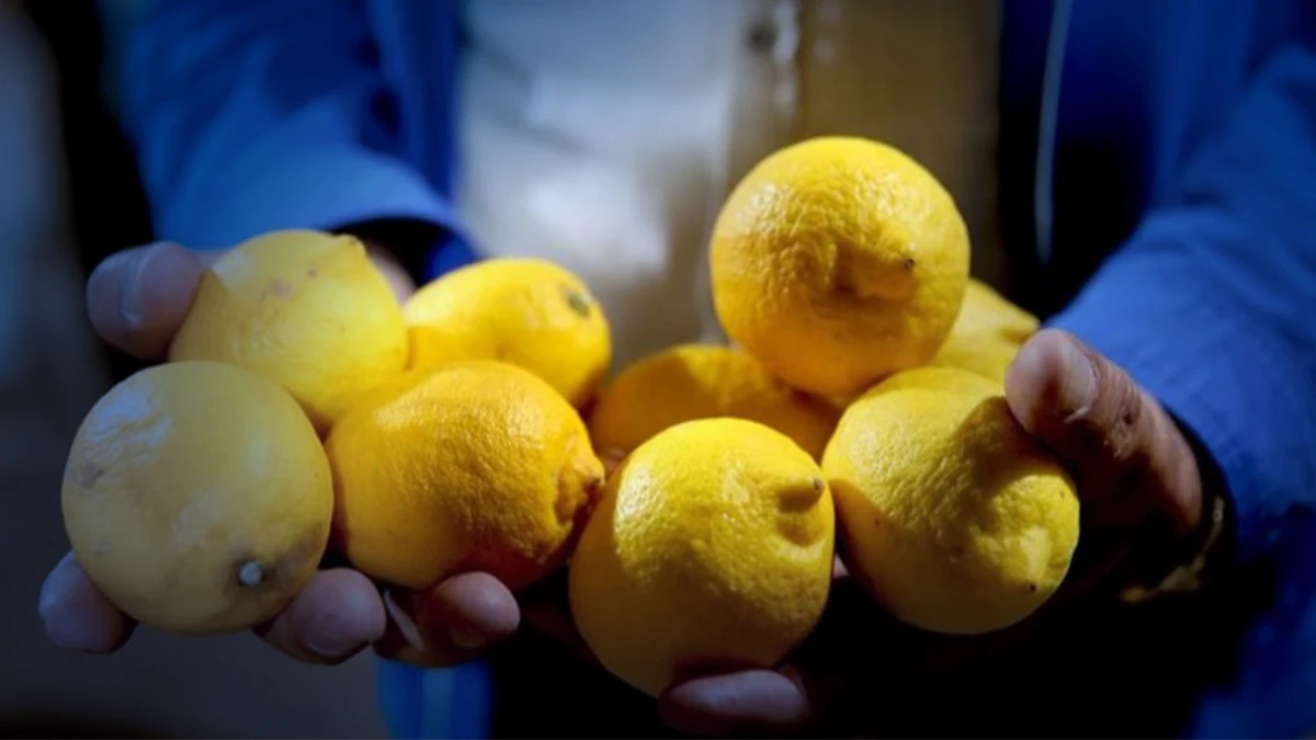SON DAKİKA: Ticaret Bakanlığı açıkladı: Limon ihracatı durduruldu SON DAKİKA: Ticaret Bakanlığı açıkladı: Limon ihracatı durduruldu