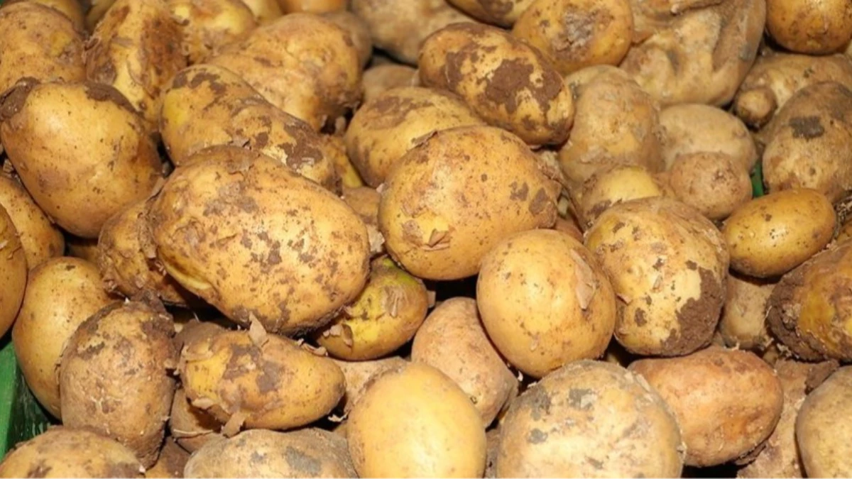Ticaret Bakanlığı'ndan patates fiyatları için açıklama Ticaret Bakanlığı'ndan patates fiyatları için açıklama