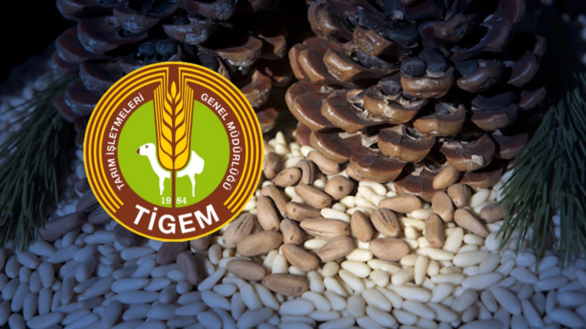 TİGEM yeni açık artırmasını duyurdu! 5 bin kilogram satılacak TİGEM yeni açık artırmasını duyurdu! 5 bin kilogram satılacak