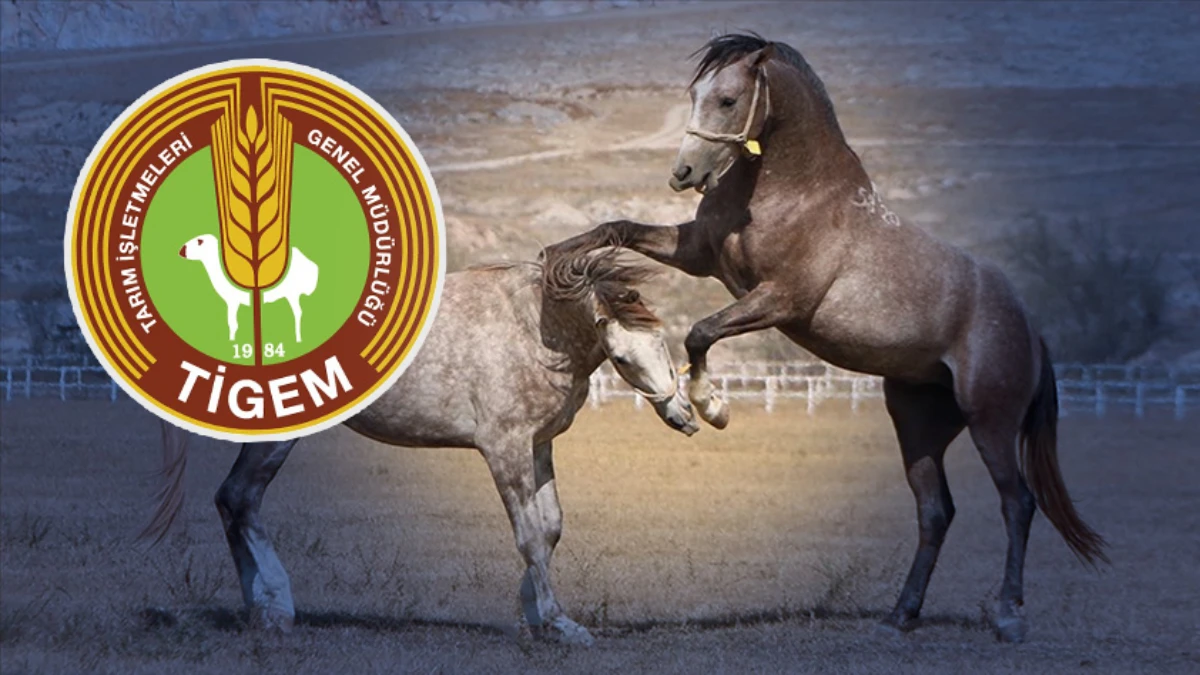 TİGEM'den açıklama geldi: 59 safkan Arap koşu tayı satılacak TİGEM'den açıklama geldi: 59 safkan Arap koşu tayı satılacak