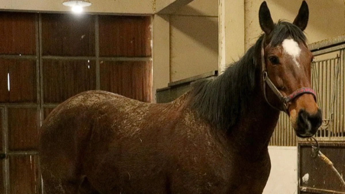 TMSF’den açık artırma ilanı: Safkan İngiliz kısrak ve tay satılacak TMSF’den açık artırma ilanı: Safkan İngiliz kısrak ve tay satılacak