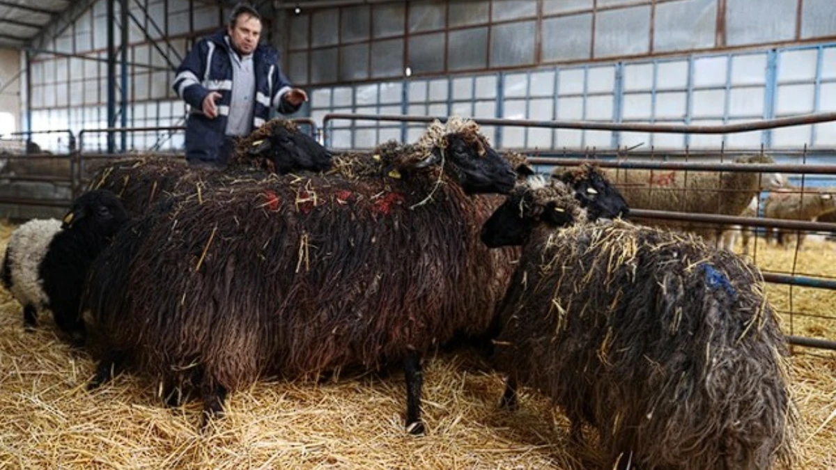 Torosların kadim ırkı korunuyor: Güney Karaman koyunu yeniden çoğaltılıyor