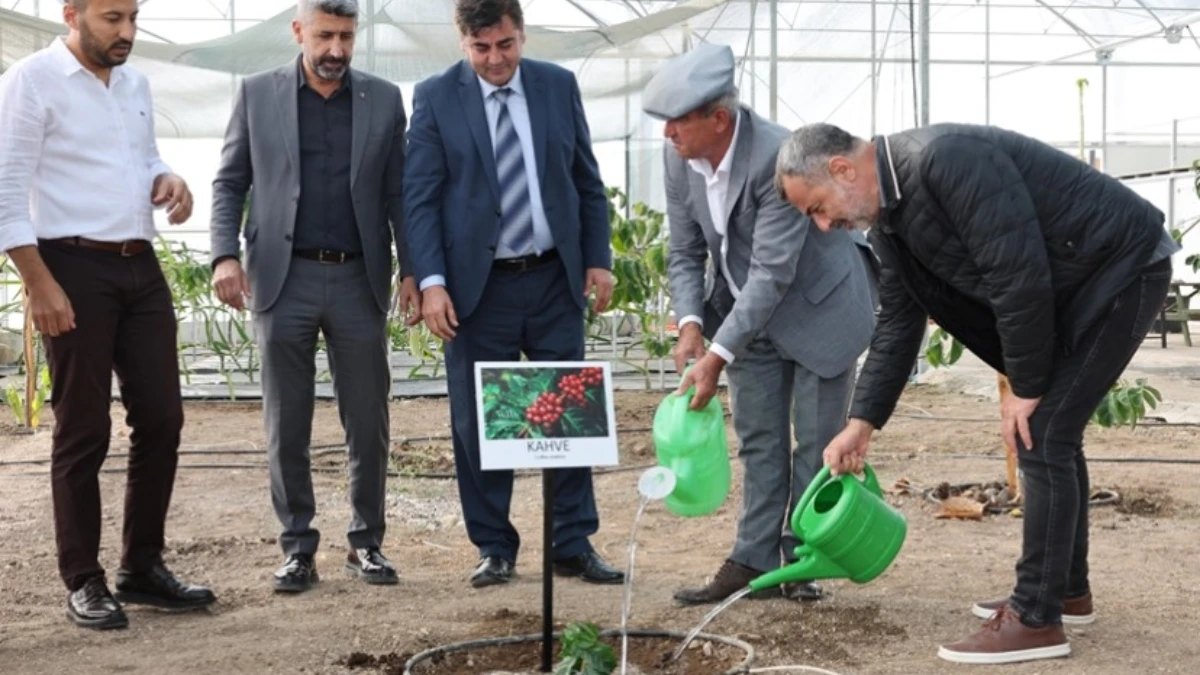 Tropikal Türk kahvesi üretimi için ilk adım Tropikal Türk kahvesi üretimi için ilk adım