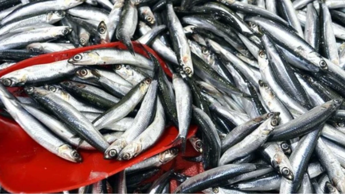 Türkiye hamsi ihracatından 8 ayda 9,9 milyon dolar kazandı Türkiye hamsi ihracatından 8 ayda 9,9 milyon dolar kazandı