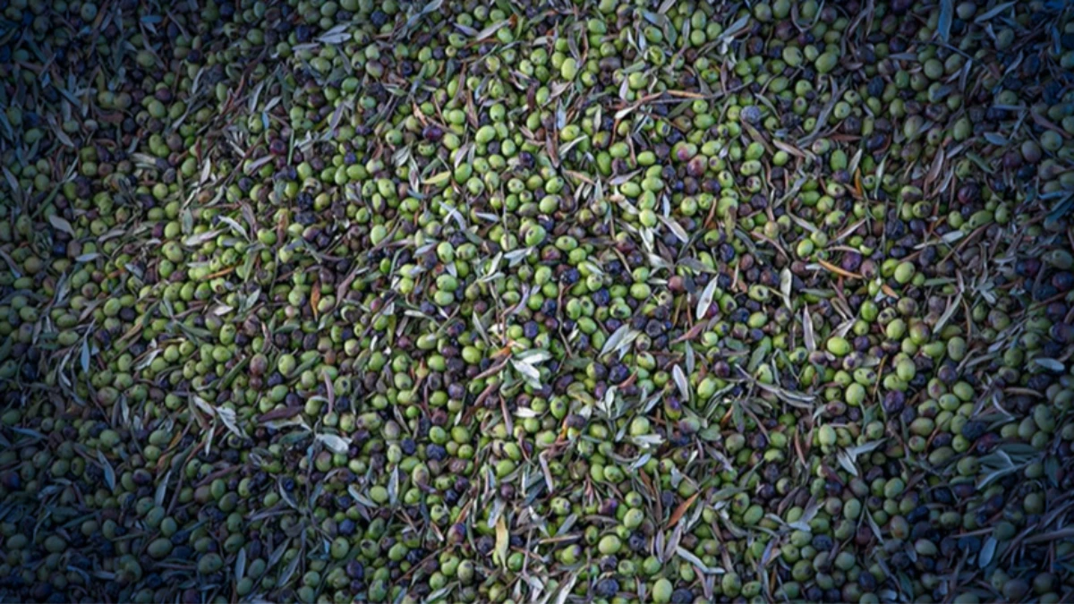 Türkiye sofralık zeytin üretiminde dünya lideri oldu Türkiye sofralık zeytin üretiminde dünya lideri oldu