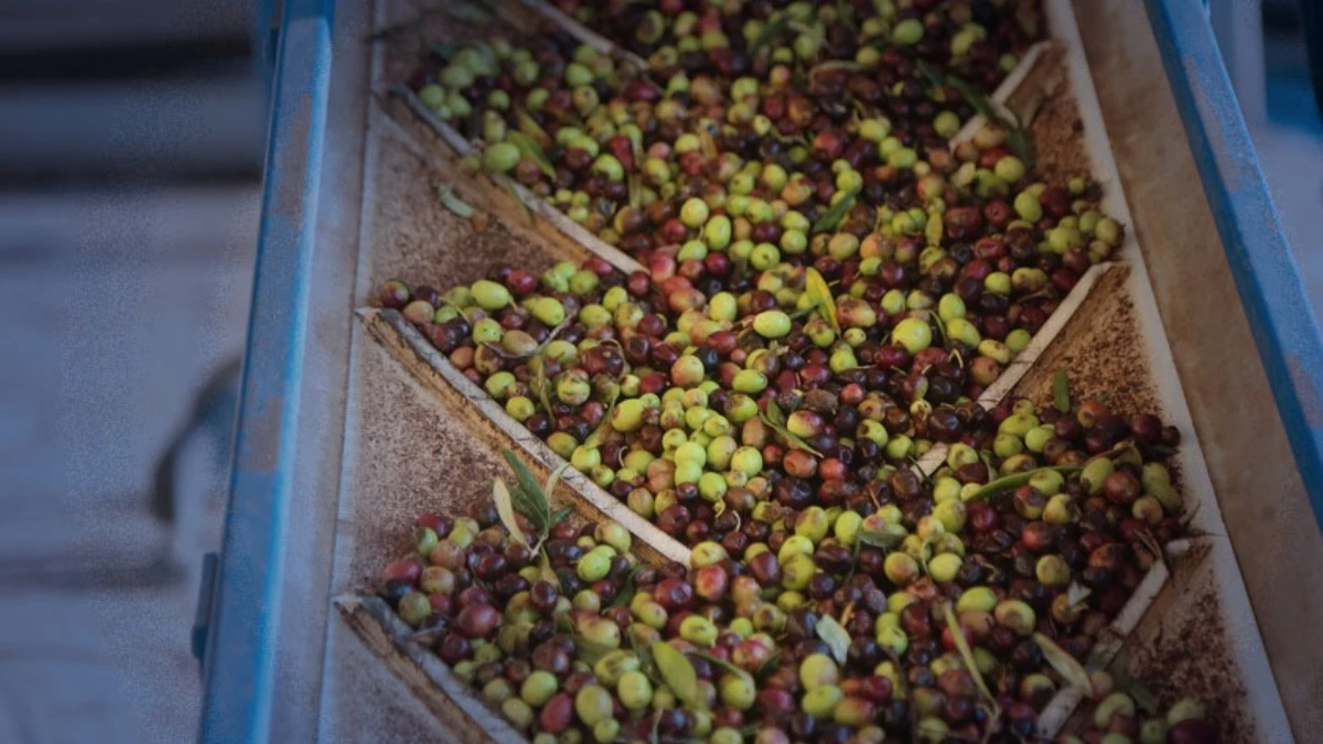 Uluslararası Zeytin Konseyi raporu: Türkiye zeytinyağında küresel pazarda yeni güç Uluslararası Zeytin Konseyi raporu: Türkiye zeytinyağında küresel pazarda yeni güç