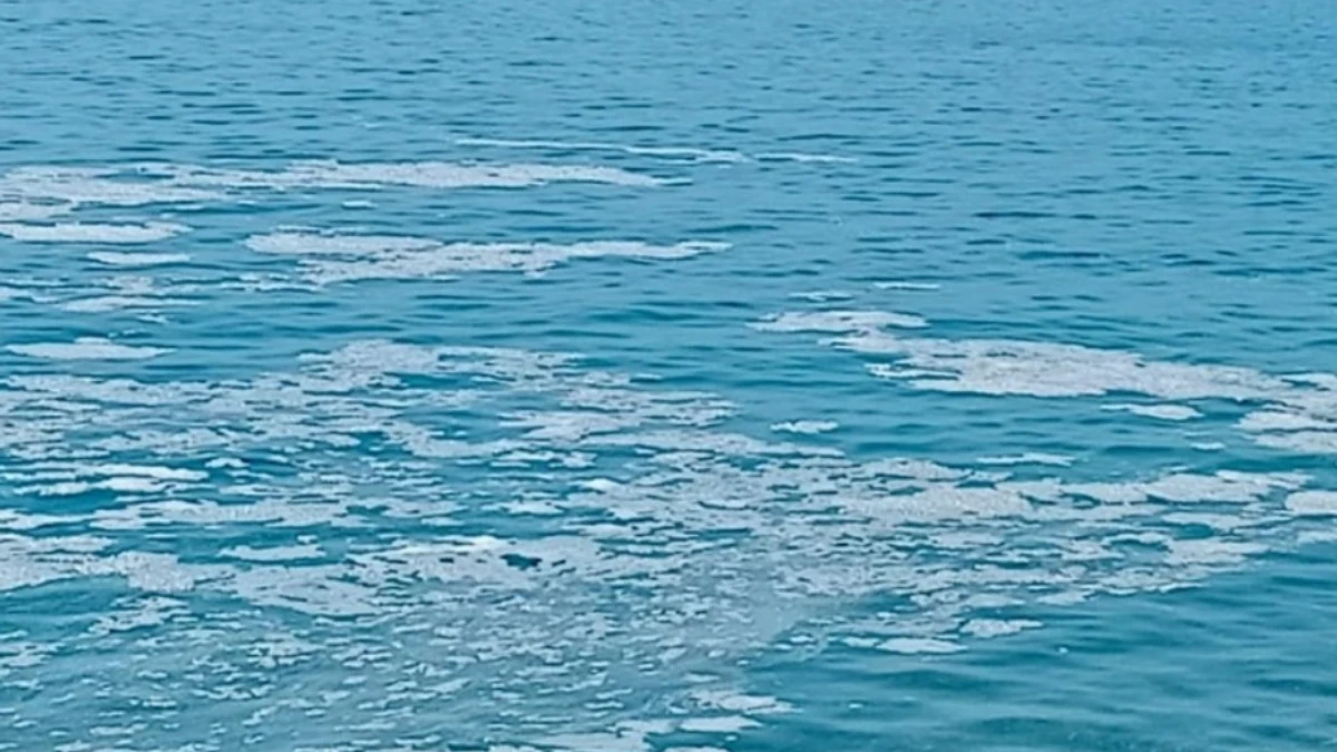 Yalova'nın Armutlu kıyılarında müsilaj görüldü Yalova'nın Armutlu kıyılarında müsilaj görüldü