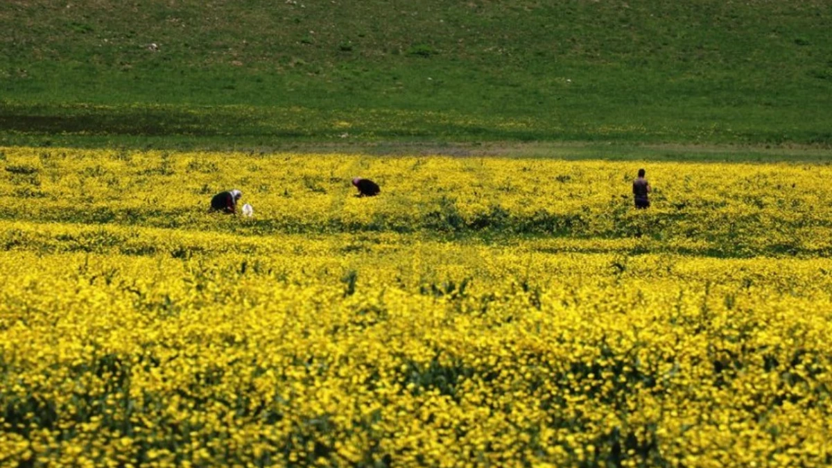 Yapraklı Yaylası düğün çiçekleriyle sarıya boyandı Yapraklı Yaylası düğün çiçekleriyle sarıya boyandı
