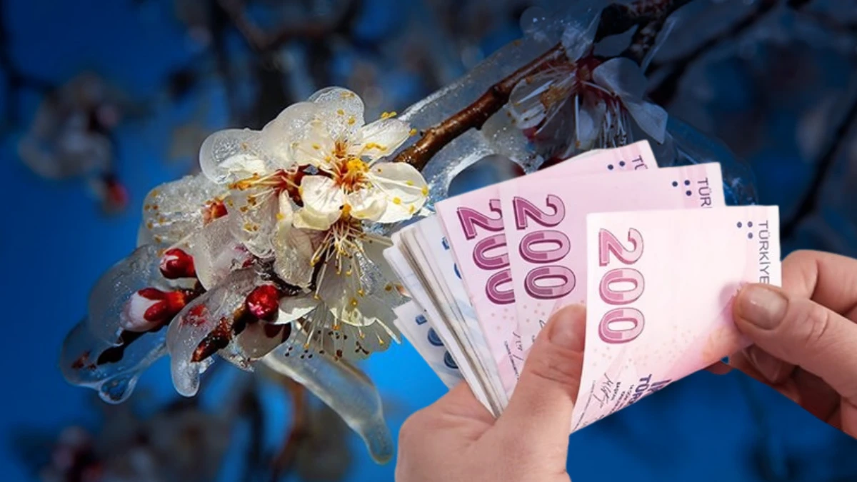 Zirai don desteğinde yeni ödeme: 221 milyon 150 bin lira bugün üreticilerin hesabında Zirai don desteğinde yeni ödeme: 221 milyon 150 bin lira bugün üreticilerin hesabında