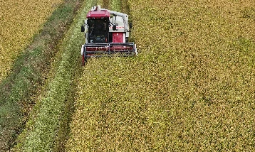 Hububat hasadı Türkiye'nin dört bir yanında başladı! Hububat hasadı Türkiye'nin dört bir yanında başladı!
