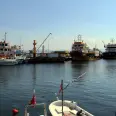 Palamut ağları doldurdu gözler hamsi ve torikte Palamut ağları doldurdu gözler hamsi ve torikte