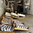 Balıkçıların yüzü palamutla gülüyor