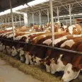 Tarım Bakanlığı 480 bin besilik sığır kotası açıyor Tarım Bakanlığı 480 bin besilik sığır kotası açıyor