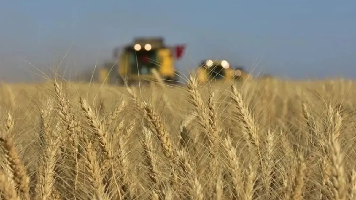 TMO'dan buğday duyurusu: Mart 2025'ten beri uygulanan yasak kaldırıldı TMO'dan buğday duyurusu: Mart 2025'ten beri uygulanan yasak kaldırıldı