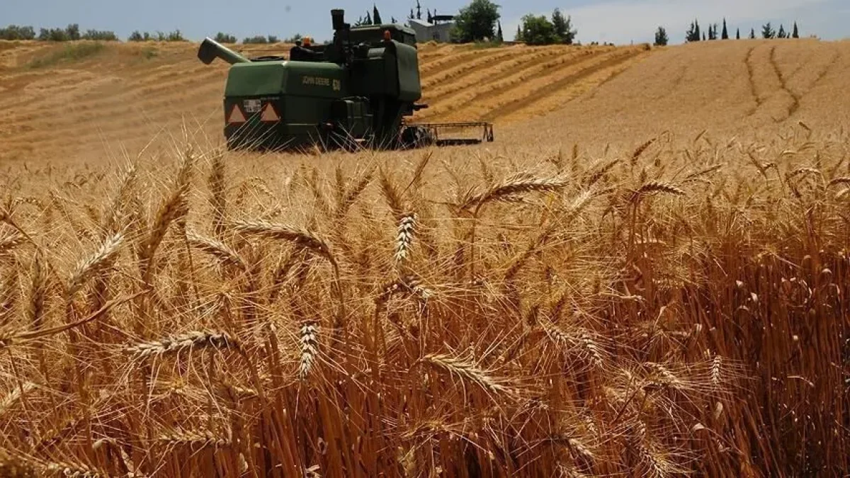 Trakya'da buğday hasat mesaisi tamamlandı: Yağışlar yaradı Trakya'da buğday hasat mesaisi tamamlandı: Yağışlar yaradı