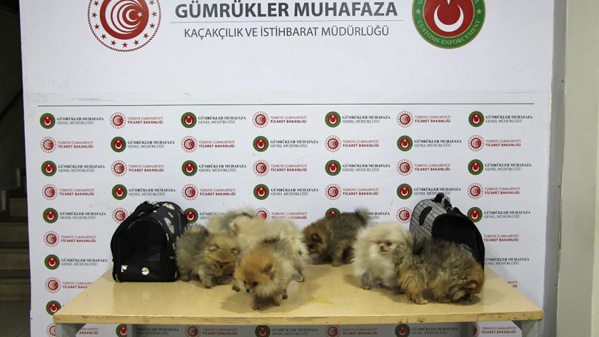 İstanbul Havalimanı'nda kaçak 51 bin hayvan yakalandı İstanbul Havalimanı'nda kaçak 51 bin hayvan yakalandı