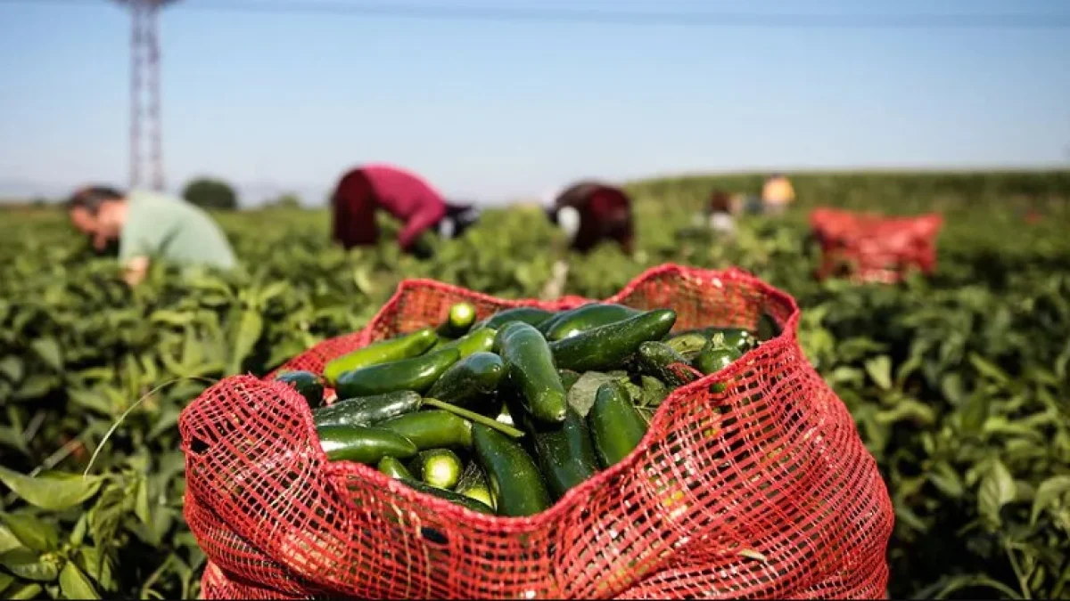 Jalapeno biberinden salmonella bulaştı! ABD'de 27 eyalet alarmda Jalapeno biberinden salmonella bulaştı! ABD'de 27 eyalet alarmda