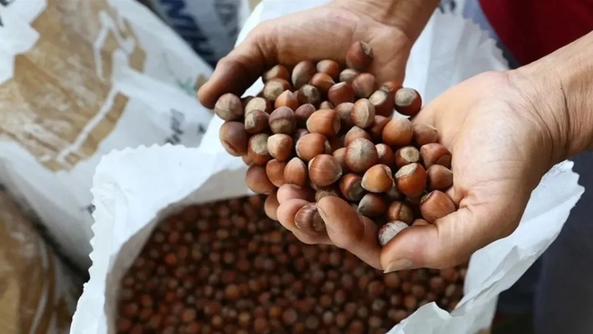 Ticaret borsalarında 11 ayda 375 bin tonu aşkın fındık işlem gördü Ticaret borsalarında 11 ayda 375 bin tonu aşkın fındık işlem gördü