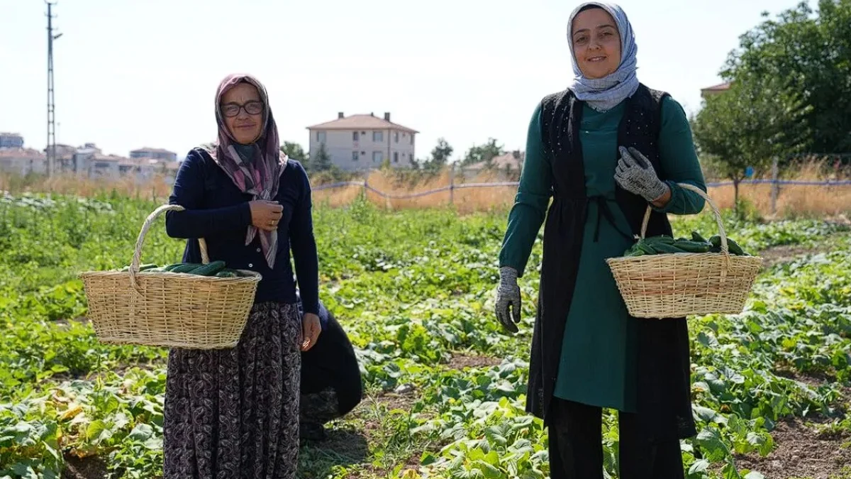 Coğrafi işaretli Çubuk turşusu dünyaya yayılıyor: 15 ülkeye satış yapılıyor Coğrafi işaretli Çubuk turşusu dünyaya yayılıyor: 15 ülkeye satış yapılıyor