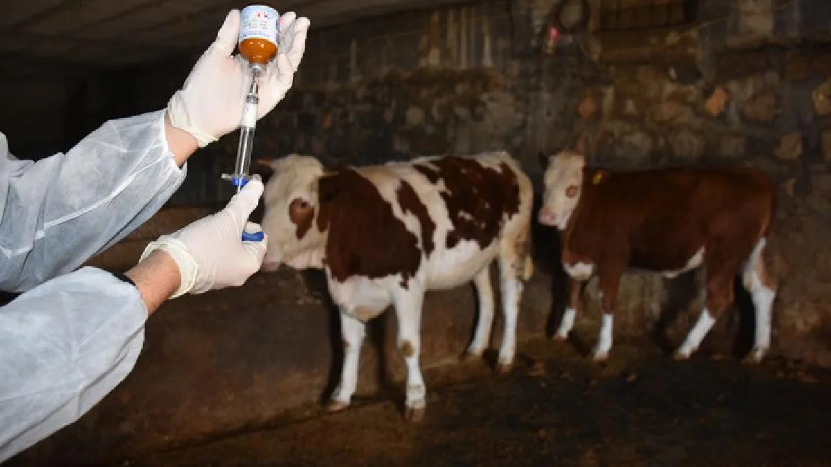 Hayvancılıkta yeni destek: Yetiştiricilerden aşı ve kimliklendirme ücreti alınmayacak Hayvancılıkta yeni destek: Yetiştiricilerden aşı ve kimliklendirme ücreti alınmayacak