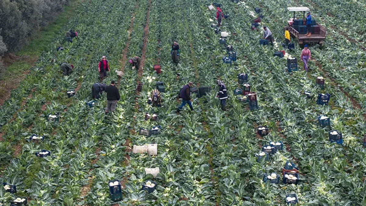 Tarım sigortalarının kapsamı genişliyor: Bakan Yumaklı üreticiye yeni destekleri açıkladı