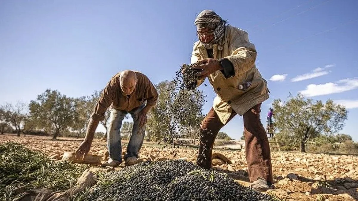 Afrika'da tarım yeniden şekilleniyor: Geleneksel tohum ve yapay zeka bir arada Afrika'da tarım yeniden şekilleniyor: Geleneksel tohum ve yapay zeka bir arada