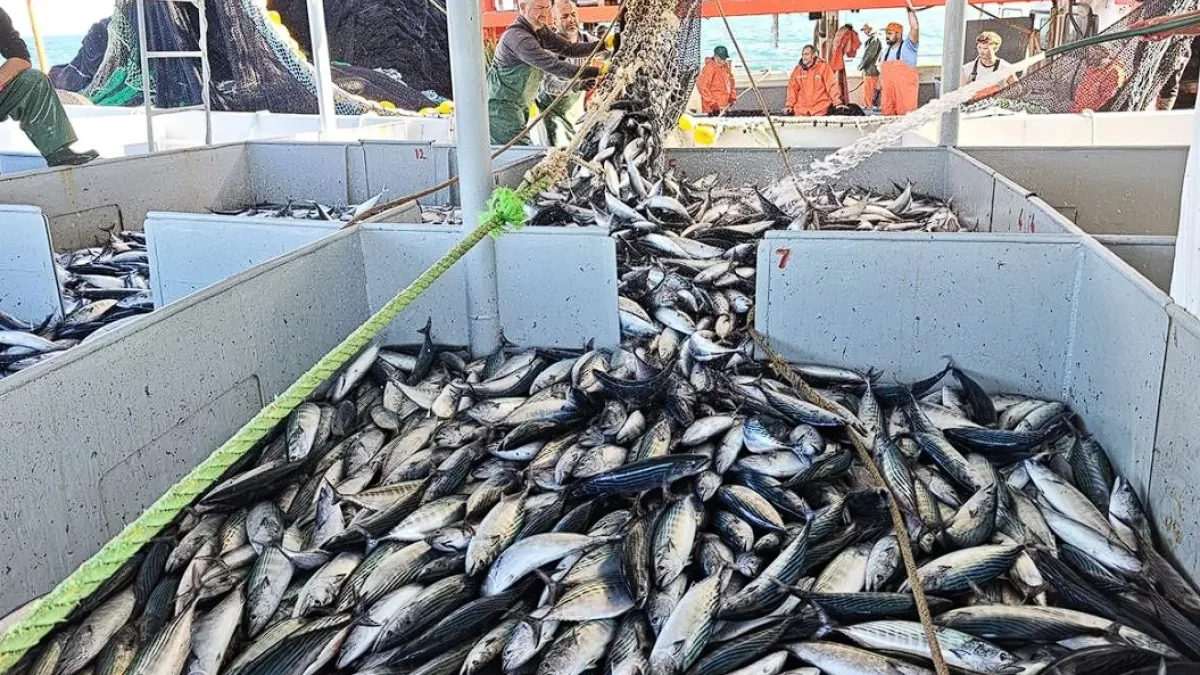 Palamut fiyatları dibi gördü: Karadeniz'de 5 tanesi 200 liradan satılıyor Palamut fiyatları dibi gördü: Karadeniz'de 5 tanesi 200 liradan satılıyor