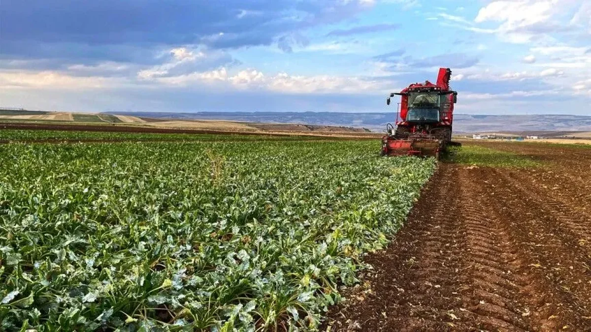 Pancar üreticisi için 952 milyon TL avans ödemesi hesaplara geçti Pancar üreticisi için 952 milyon TL avans ödemesi hesaplara geçti