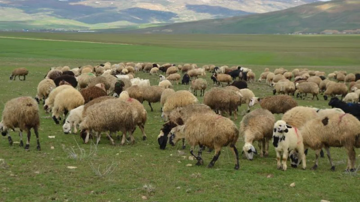 Hayvancılıkta destek bütçesi yükseliyor: 2027’de 52,5 milyar liralık kaynak ayrıldı Hayvancılıkta destek bütçesi yükseliyor: 2027’de 52,5 milyar liralık kaynak ayrıldı
