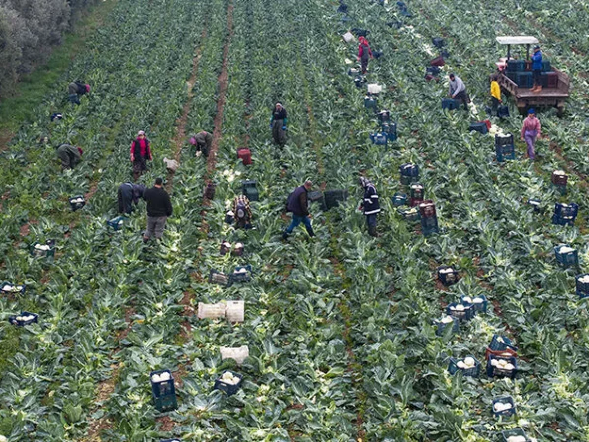 Tarım sigortalarının kapsamı genişliyor: Bakan Yumaklı üreticiye yeni destekleri açıkladı