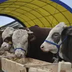 Sığır, koyun ve keçi kayıtlarında yeni yönetmelik yürürlüğe girdi