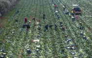 Tarım sigortalarının kapsamı genişliyor: Bakan Yumaklı üreticiye yeni destekleri açıkladı