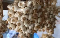 Taşköprü sarımsağında hasat yeni başladı Taşköprü sarımsağında hasat yeni başladı