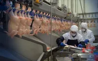 Tavuk üretimi mayısta yüzde16,3 azaldı, yumurta üretimi 1 milyar 857 milyon adete yükseldi Tavuk üretimi mayısta yüzde16,3 azaldı, yumurta üretimi 1 milyar 857 milyon adete yükseldi