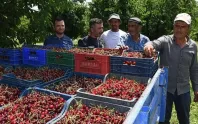 Üretici yeni pazarlar bekliyor: Kirazda verim yüksek Üretici yeni pazarlar bekliyor: Kirazda verim yüksek